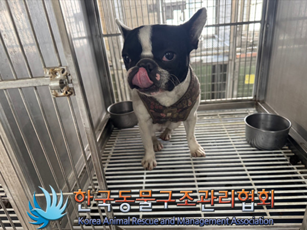 한국동물구조관리협회_441560202500091