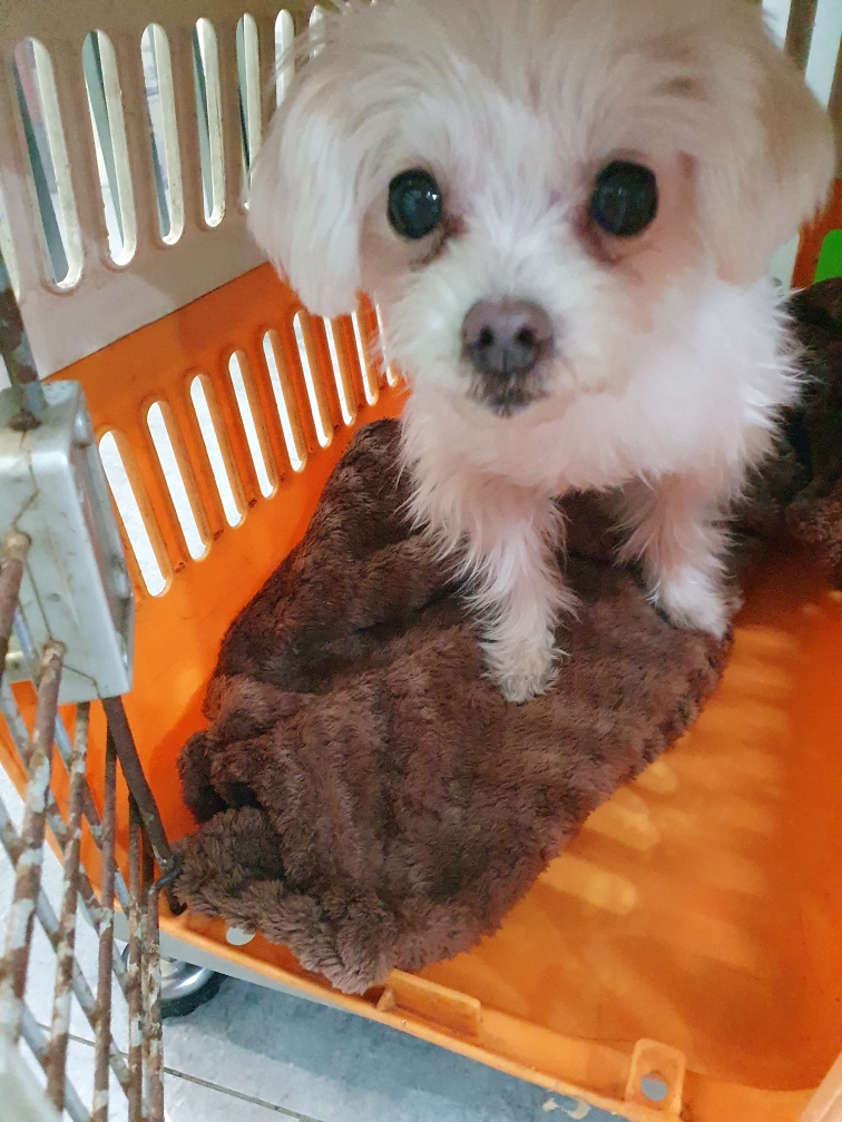 펫앤쉘터동물병원_441378202500037