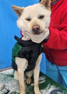 제주 동물보호센터_450650202500293