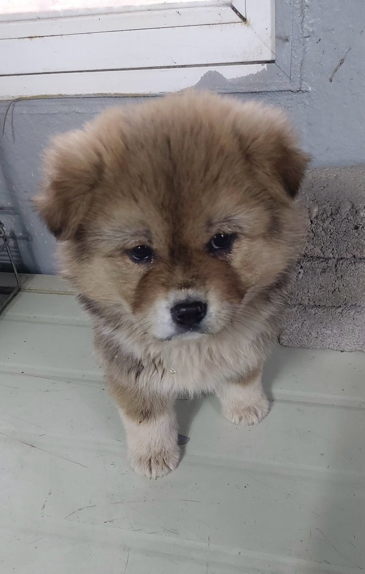 보령시유기동물보호소_444451202500032