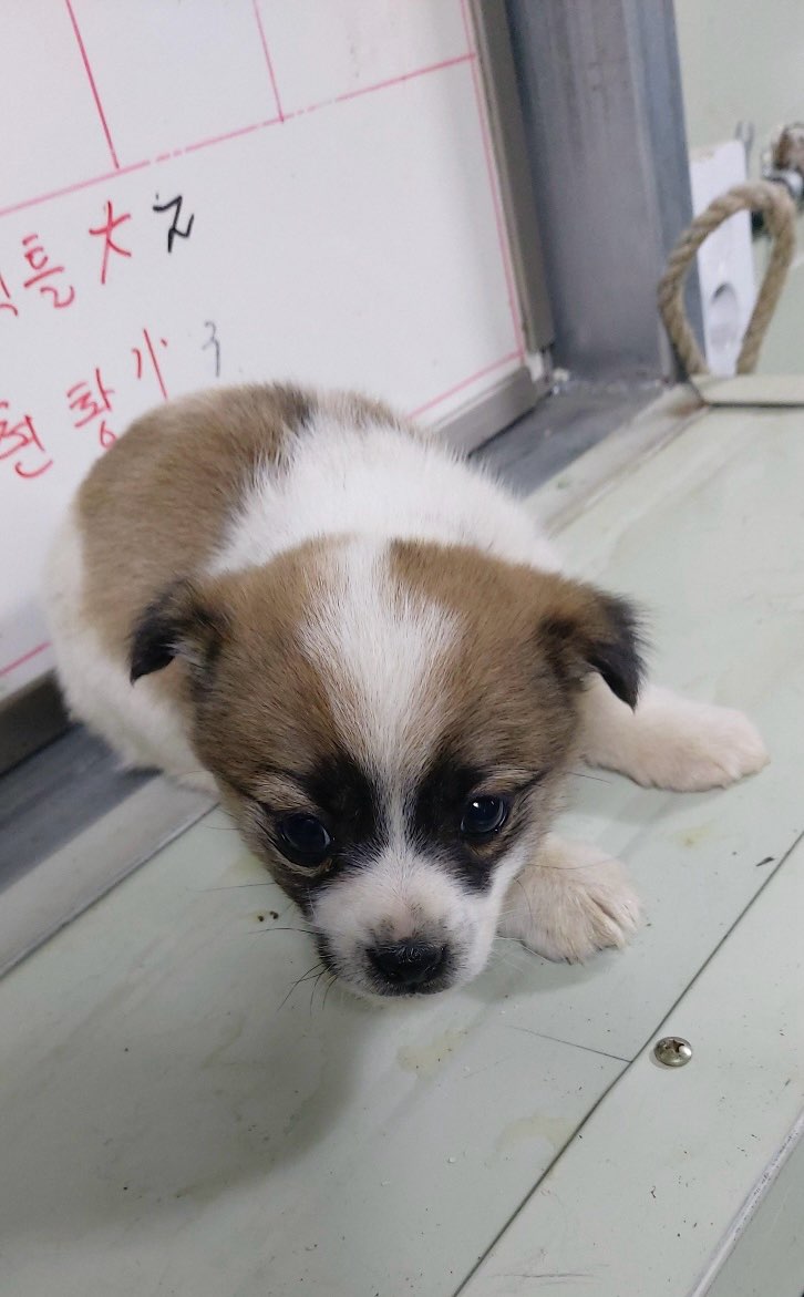 보령시유기동물보호소_444451202500035