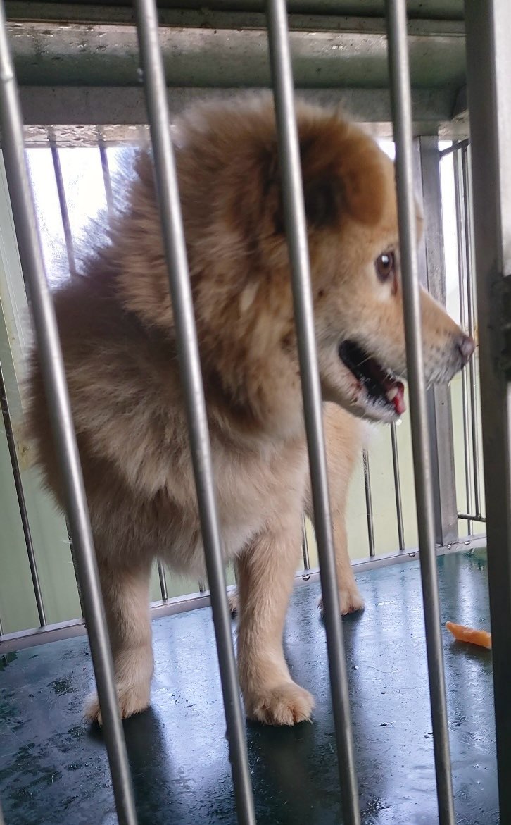 보령시유기동물보호소_444451202500031