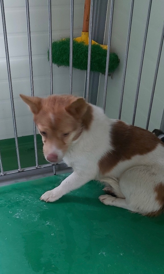 보령시유기동물보호소_444451202500037