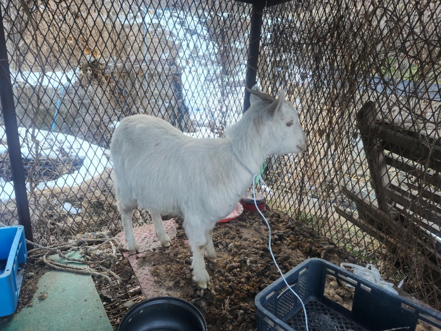최종주동물병원_443444202500029