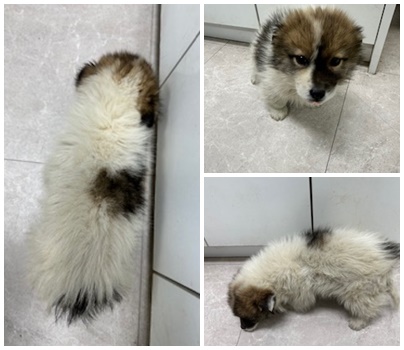 논산시 동물보호센터_444454202500080