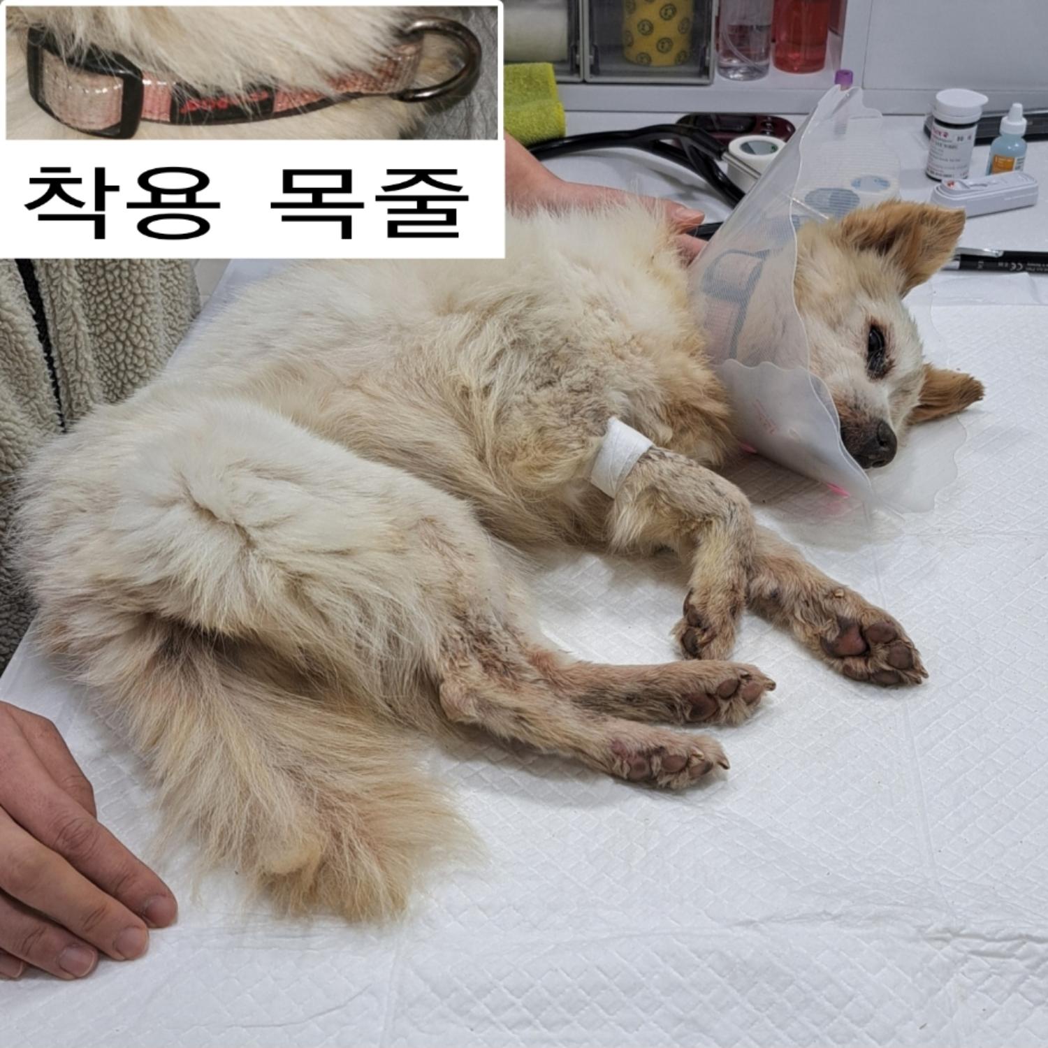 종료(자연사) 믹스…