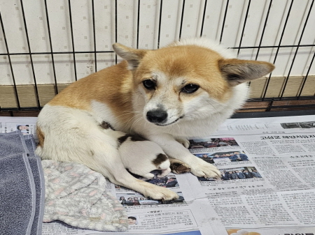 횡성유기동물보호센터_442426202500010