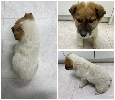 논산시 동물보호센터_444454202500079