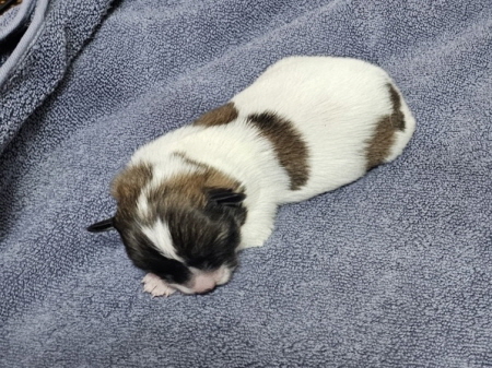 횡성유기동물보호센터_442426202500013