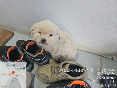 대전동물보호센터_430365202500014