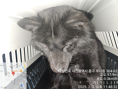 대전동물보호센터_430365202500015