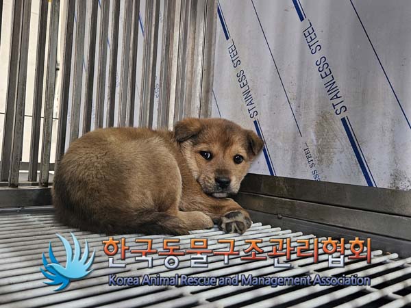 한국동물구조관리협회_441409202500089