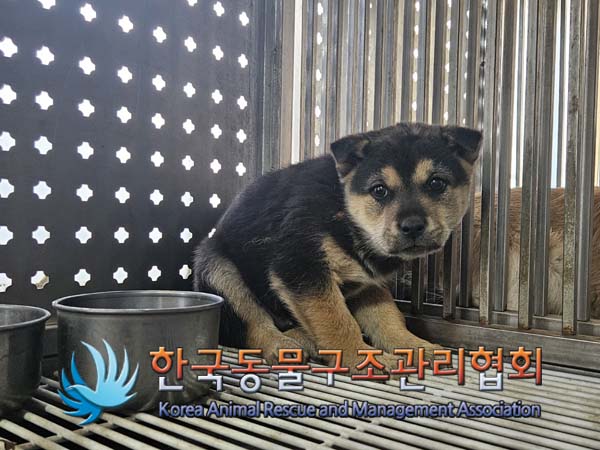 한국동물구조관리협회_441409202500090