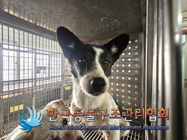 한국동물구조관리협회_441560202500098