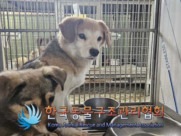 한국동물구조관리협회_441560202500108
