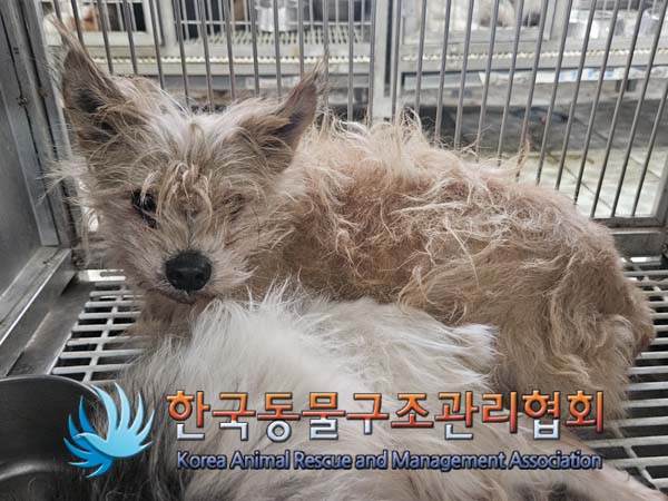 보호중 믹스견의 가…