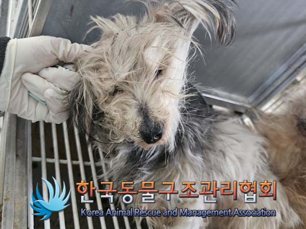 한국동물구조관리협회_441560202500106