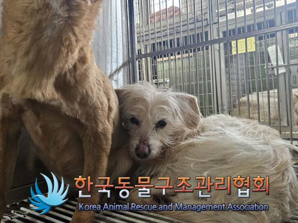 한국동물구조관리협회_441560202500104