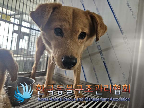 한국동물구조관리협회_441560202500095