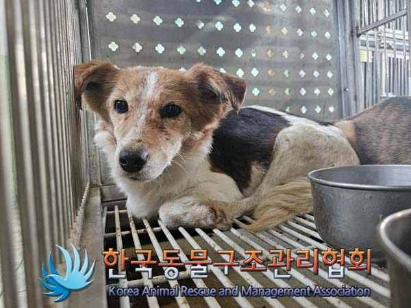 종료(안락사) 믹스…