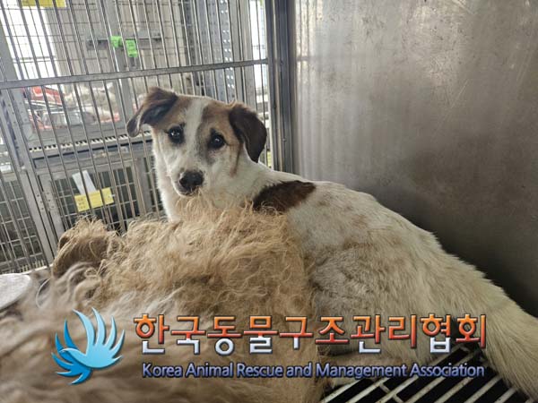 한국동물구조관리협회_441560202500093
