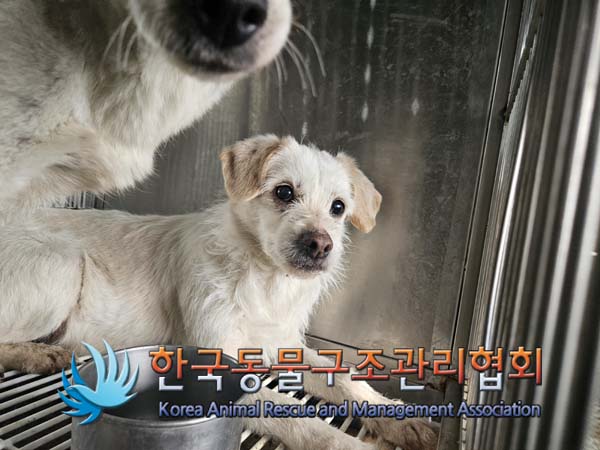 종료(안락사) 믹스…