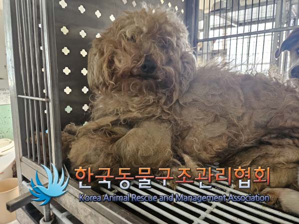 한국동물구조관리협회_441560202500094