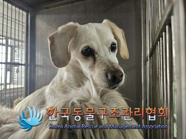 한국동물구조관리협회_441560202500099