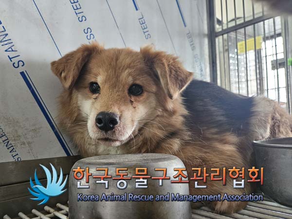 한국동물구조관리협회_441560202500096