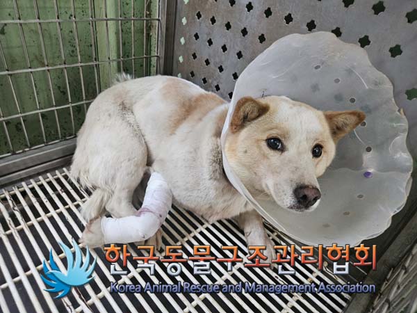 한국동물구조관리협회_441382202500023