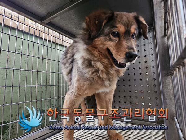 보호중 믹스견의 가…