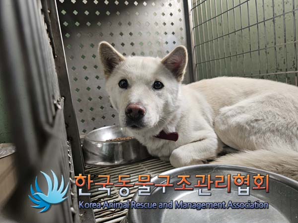 한국동물구조관리협회_441406202500049