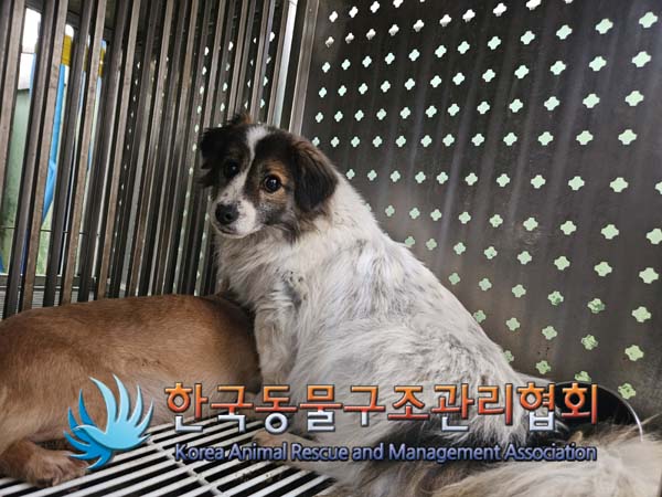 한국동물구조관리협회_441560202500110