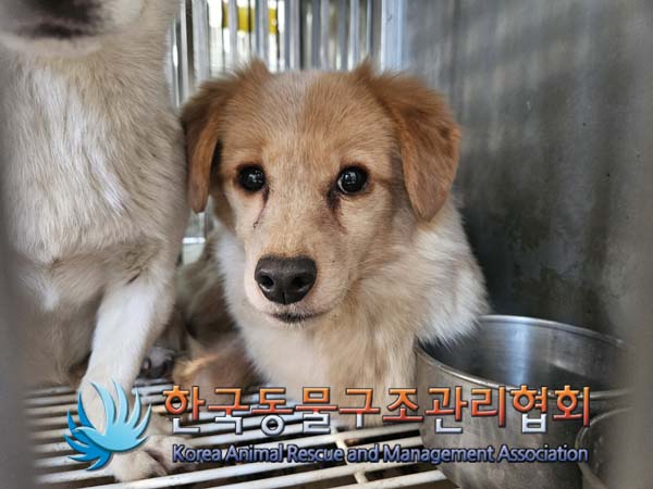 한국동물구조관리협회_441560202500114