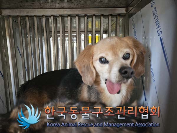 한국동물구조관리협회_441560202500111