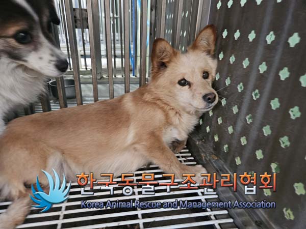 한국동물구조관리협회_441560202500109