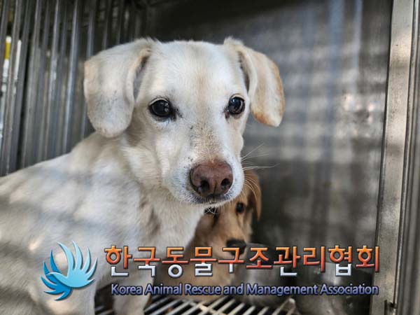 보호중 믹스견의 가…