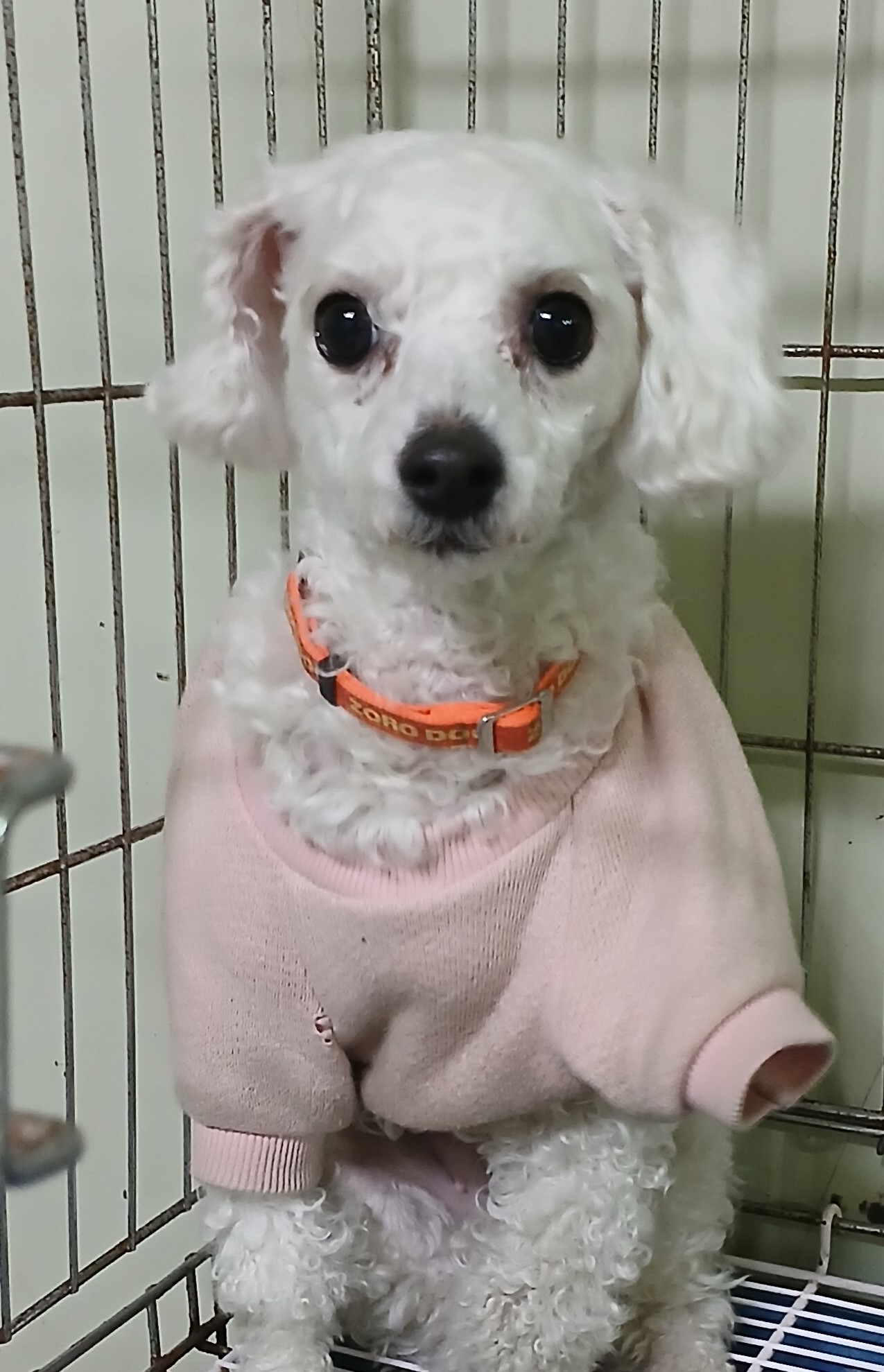대구유기동물보호협회_427345202500052