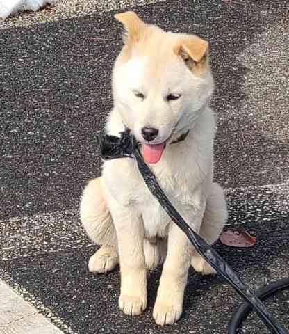 푸른곡성21동물보호소_446486202500024