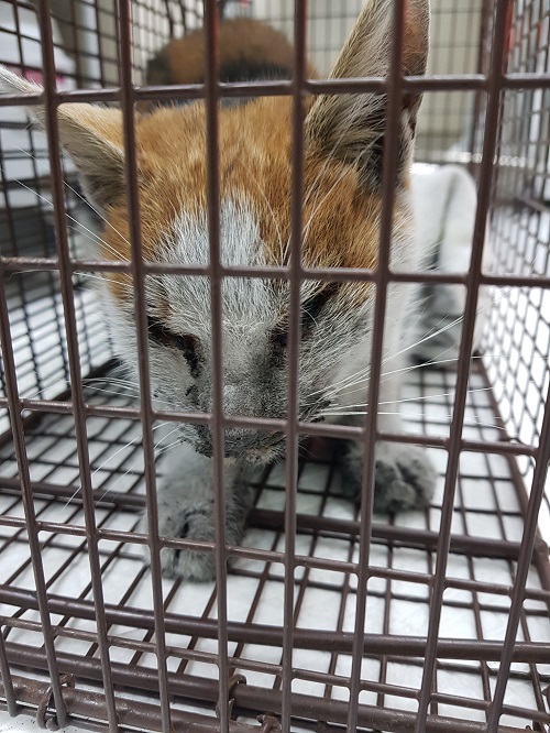 종료(자연사) 한국…