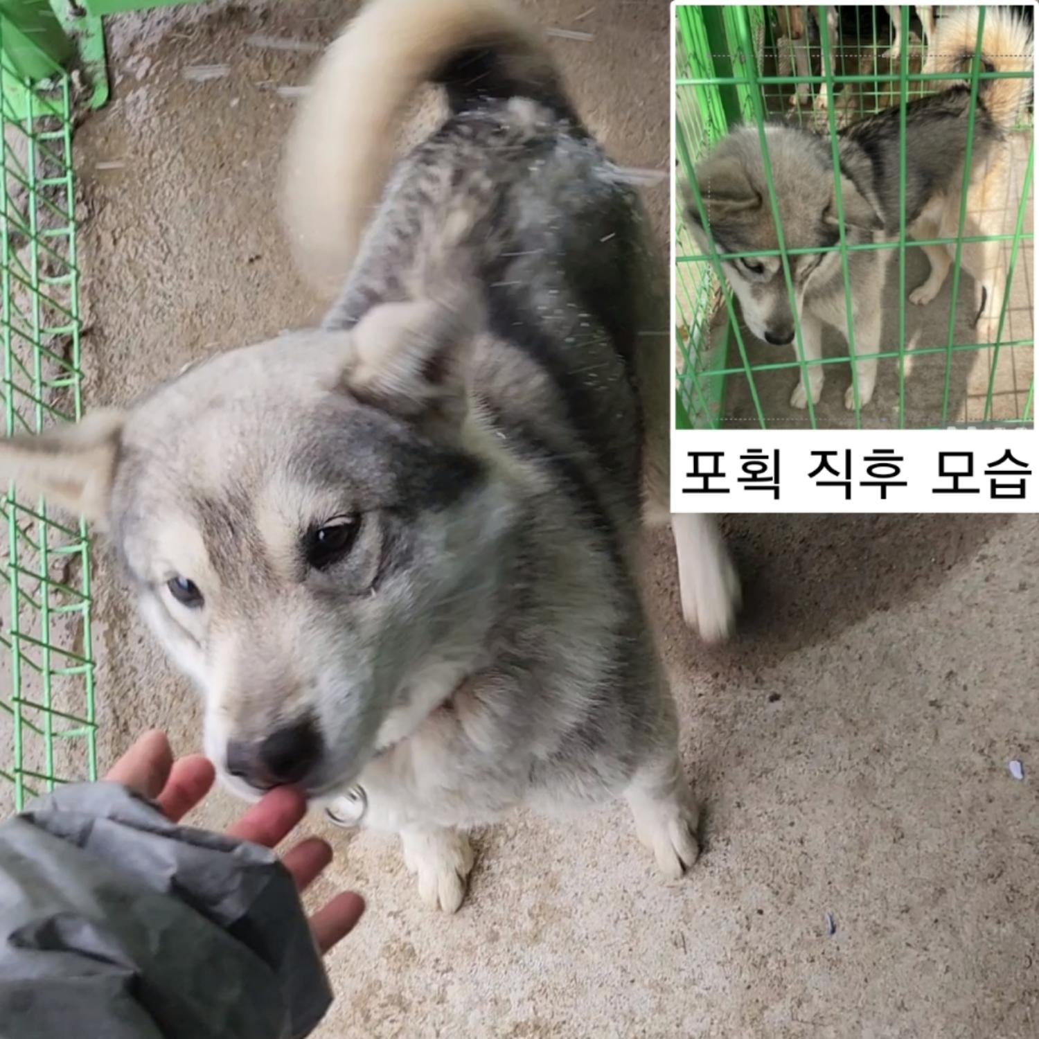 [개] 시베리안라이카 충남-예산-2025-00012 유기동물 배경 이미지 입니다.