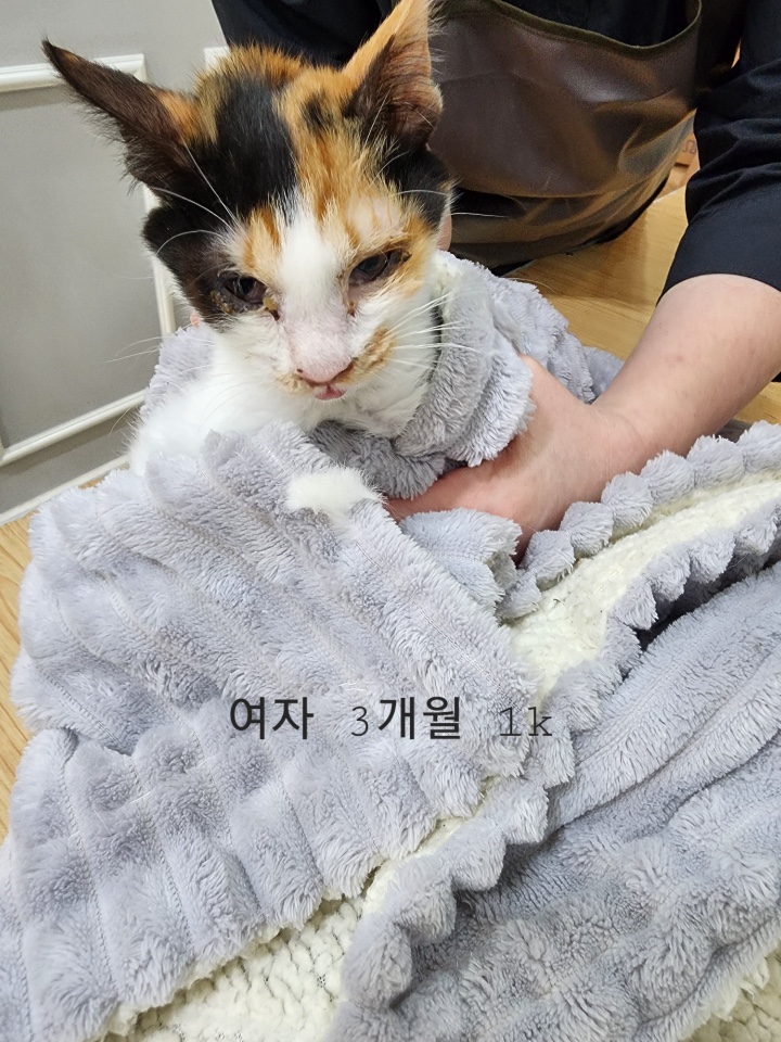 옥천동물병원_443443202500037