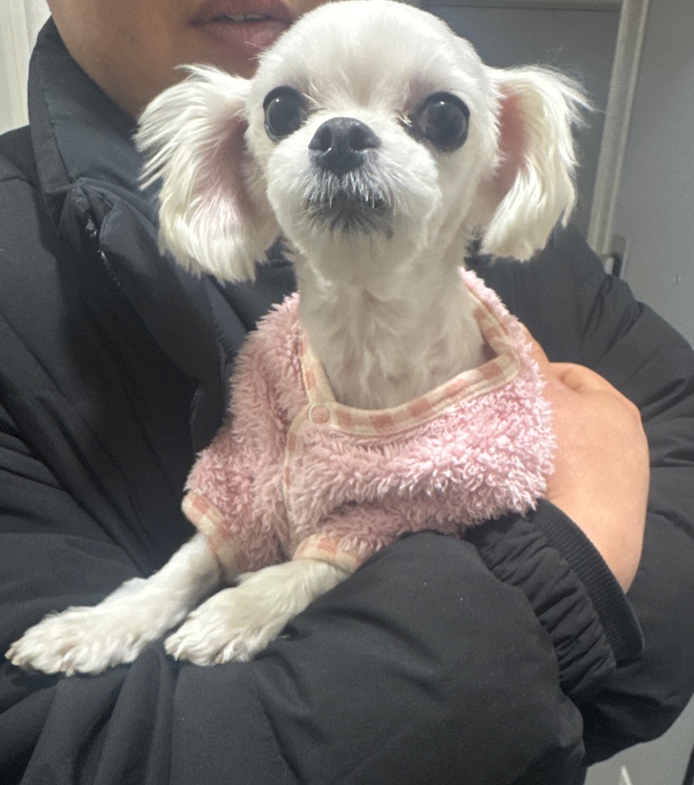 경주동물사랑보호센터_447505202500101