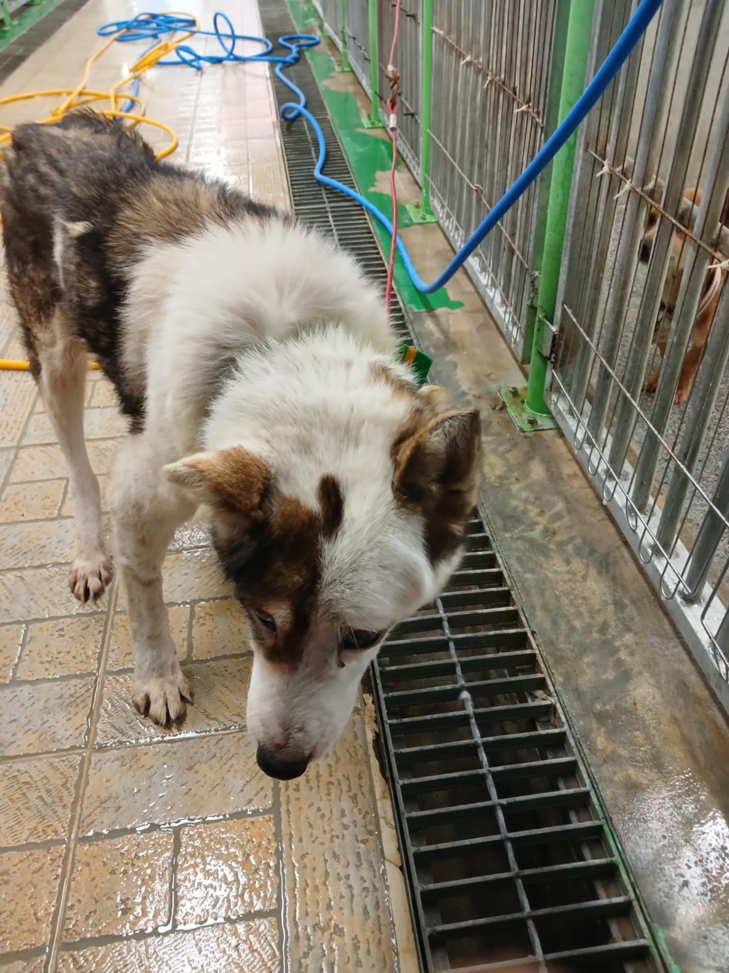 영주시 동물보호센터_447509202500028