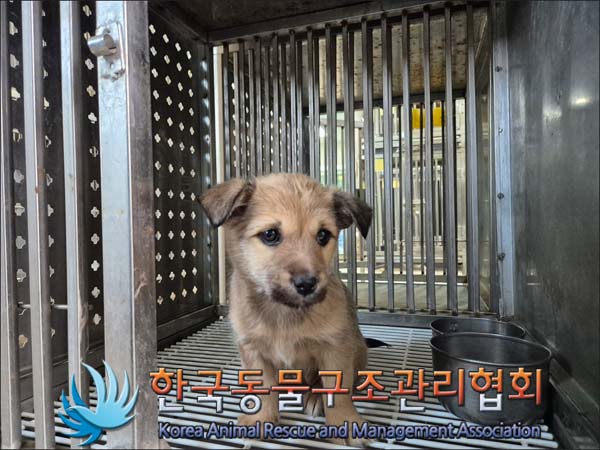 보호중 믹스견의 가…
