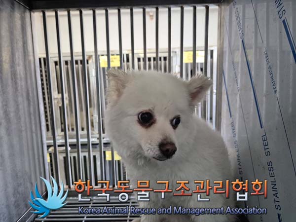 한국동물구조관리협회_411306202500013
