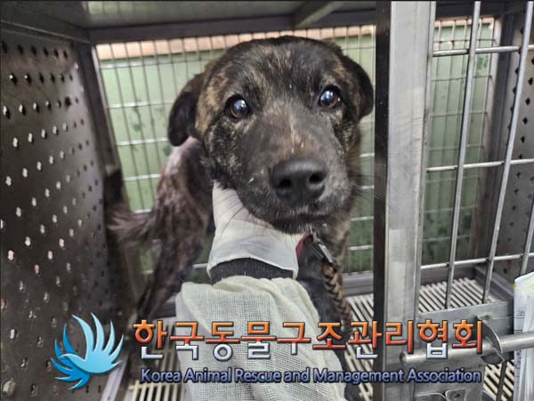 보호중 믹스견의 가…