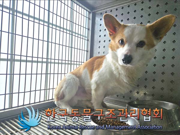 한국동물구조관리협회_411310202500008