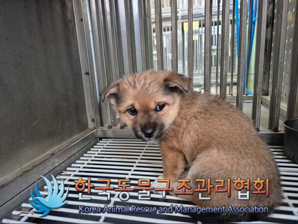 한국동물구조관리협회_441392202500015