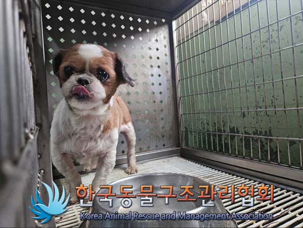 보호중 시츄의 가족…